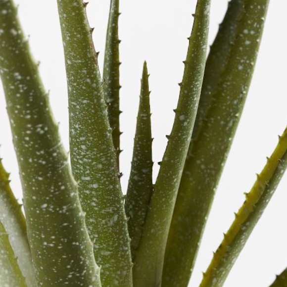 Pottery Barn Potted Speckle Aloe Vero Plant Terracotta Pot New In Box 🌿 - Picture 3 of 3